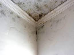 Best Mold Odor Removal Services  in Pequot Lakes, MN