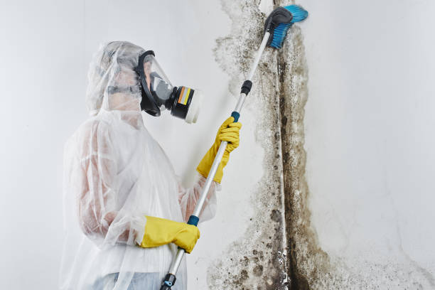 Best Attic Mold Removal  in Pequot Lakes, MN